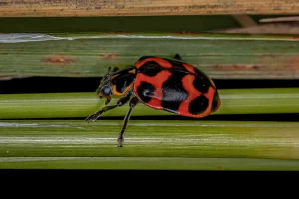 Adult Lady Beetle Species Coleomegilla Occulta — стокове фото