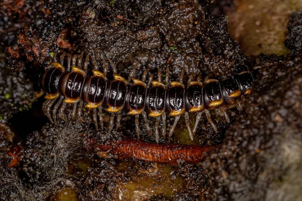 Mały Długi Kołnierz Stonoga Gatunku Asiomorpha Coarctata Obrazy Stockowe bez tantiem