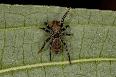 Tür 'ün küçük zıplayan örümceği