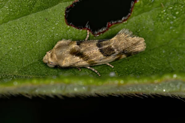 Mała Moth Dorosłych Superrodziny Noctuoidea — Zdjęcie stockowe