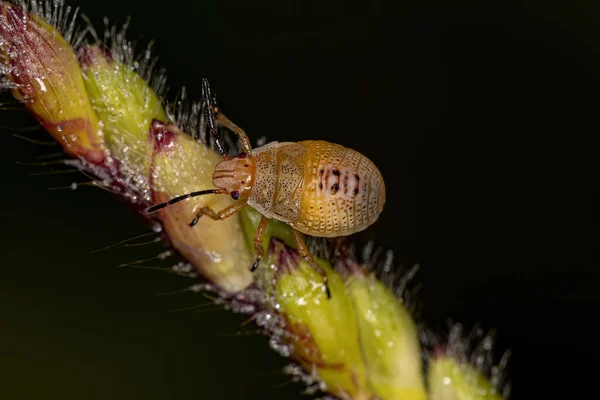 Stink Bug Nymph Рода Oebalus — стоковое фото