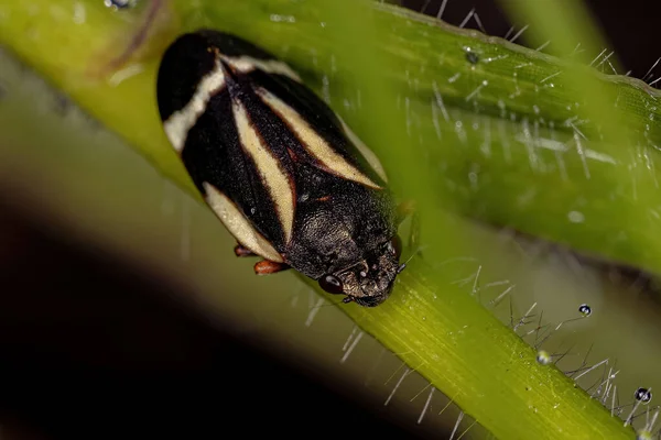 Froghopper Negro Adulto Especie Notozulia Entreriana —  Fotos de Stock