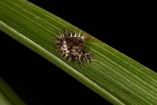 Larvas Escarabajo Subfamilia Chilocorinae — Foto de Stock