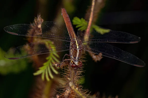 Ενηλίκων Tropical King Skimmer Του Genus Orthemis — Φωτογραφία Αρχείου