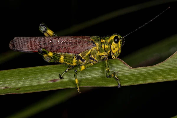 Vuxen Soldat Gräshoppa Arten Chromacris Speciosa — Stockfoto