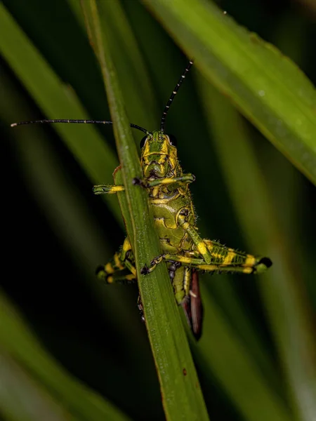 Volwassen Soldaatsprinkhaan Van Soort Chromacris Speciosa — Stockfoto