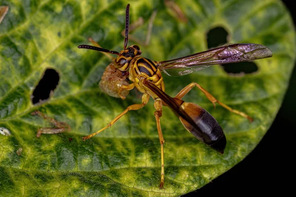 Adult Gregarious Paper Wasp Van Soort Agelaia Pallipes — Stockfoto