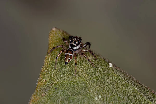 Small Male Jumping Spider Species Philira Micans — 图库照片
