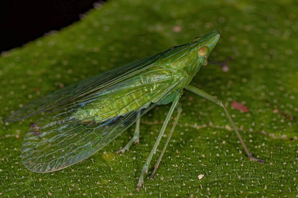 Adult Green Dictyopharid Planthopper Insect Family Dictyopharidae — стокове фото