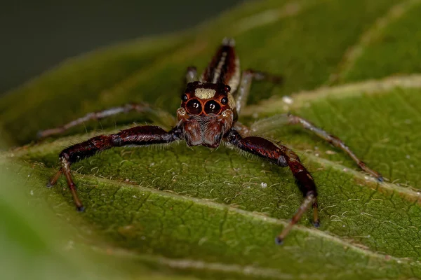 Masculino Adulto Saltando Araña Del Género Asaracus — Foto de Stock