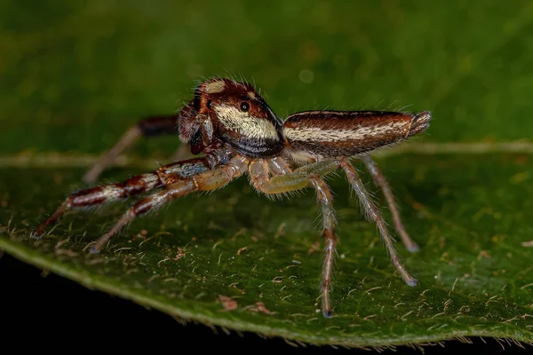 Mannelijke Volwassen Springende Spin Van Het Geslacht Asaracus — Stockfoto