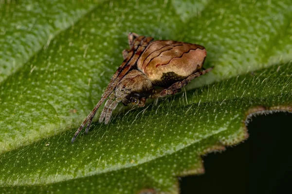 Pequeno Orbweaver Típico Gênero Acacesia — Fotografia de Stock