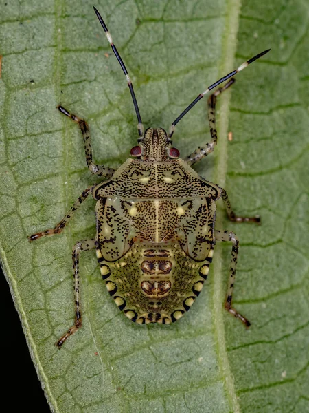 Stink Bug Nymph Species Sibaria Armata — Stock Photo, Image