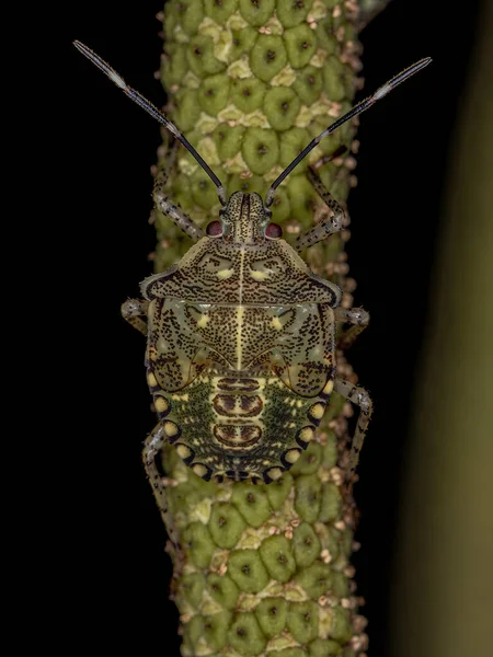 Stink Bug Nymph Species Sibaria Armata — Stock Photo, Image