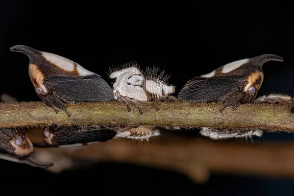 Adultos Ninfas Insetos Treehoppers Típicos Tribo Membracini — Fotografia de Stock