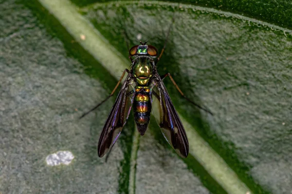 Ausgewachsene Langbeinfliege Der Familie Dolichopodidae — Stockfoto