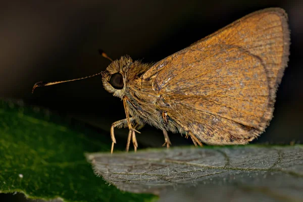 Dospělý Kapitán Motýl Rodiny Hesperiidae — Stock fotografie