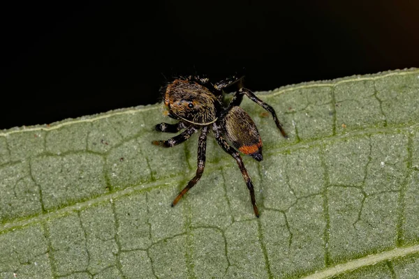Malý Skákající Pavouk Rodu Phiale — Stock fotografie