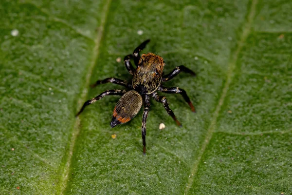 Μικρή Jumping Αράχνη Του Genus Phiale — Φωτογραφία Αρχείου