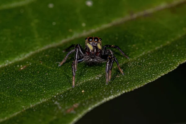 仙人掌属的小跳跃蜘蛛 — 图库照片