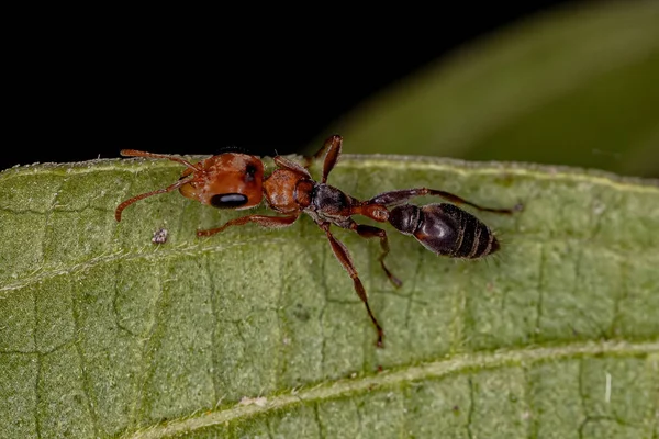Pseudomyrmex Cinsinden Yetişkin Dişi Dişi Karınca — Stok fotoğraf