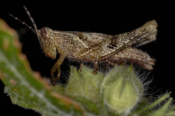 Grasshopper Chifres Curtos Ninfa Tribo Abracrini — Fotografia de Stock