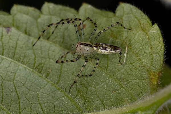 Lince Adulta Spider Del Genere Peucetia — Foto Stock