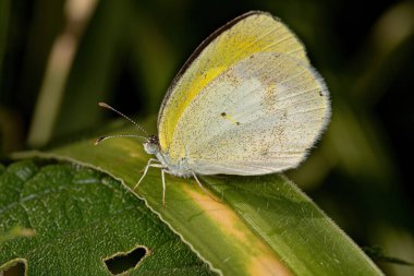 Yetişkin Bantlı Sarı Kelebek türü Eurema elathea