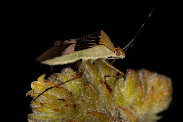 Adult Leaf Footed Bug Species Hypselonotus Fulvus — Stock Photo, Image