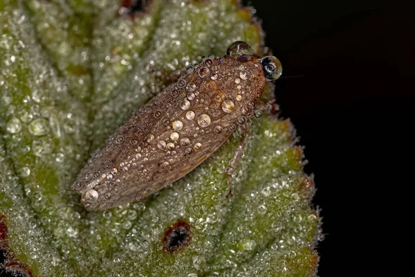 Pequeno Leafhopper Típico Tribo Gyponini — Fotografia de Stock