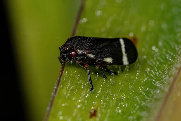 Froghopper Hitam Dewasa Dari Spesies Notozulia Entreriana — Stok Foto