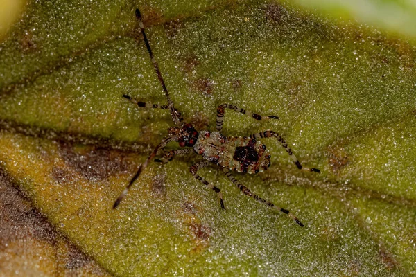 Blattfußkäfernymphe Aus Der Familie Der Coreidae — Stockfoto