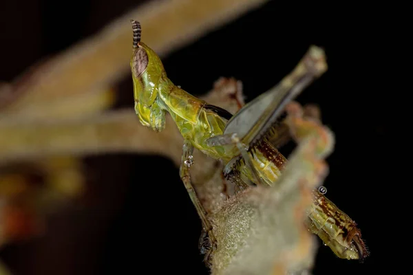 Green Monkey Grasshopper Species Temnomastax Hamus — 스톡 사진