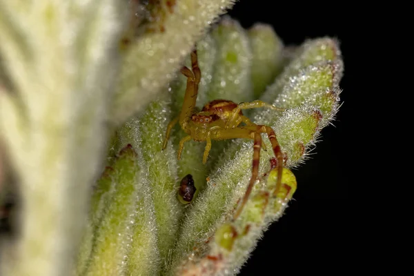 Aranha Caranguejo Fêmea Pequena Família Thomisidae — Fotografia de Stock