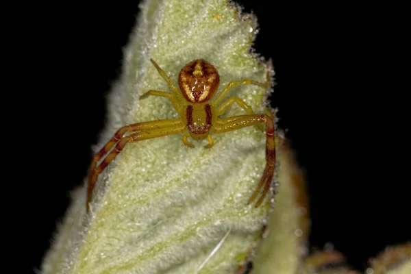 家族の小さな女性カニのクモ Thomisidae — ストック写真