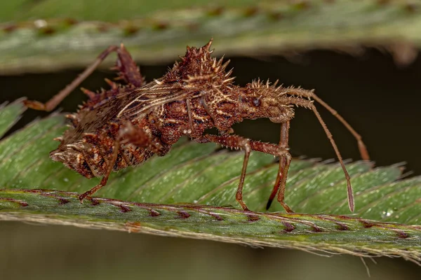 Bug Folha Adulto Espécie Vilga Westwoodi — Fotografia de Stock