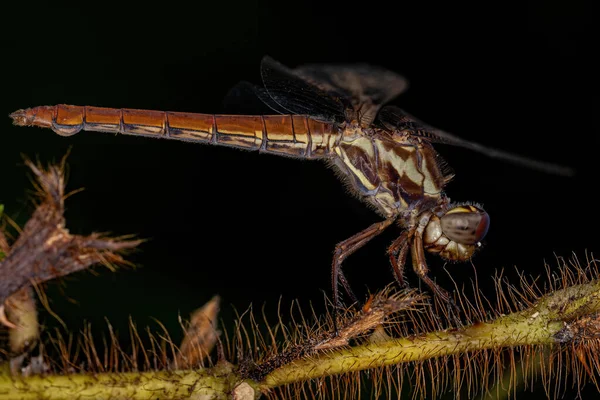 Ενηλίκων Tropical King Skimmer Του Genus Orthemis — Φωτογραφία Αρχείου