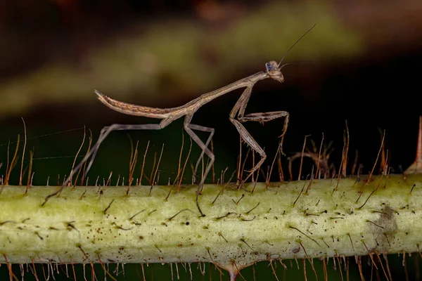 Piccola Ninfa Mantide Del Genere Oxyopsis — Foto Stock