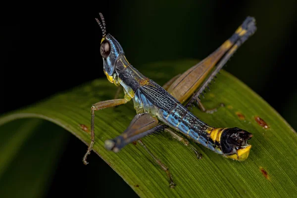 Macaco Macho Grasshopper Ninfa Espécie Temnomastax Hamus — Fotografia de Stock