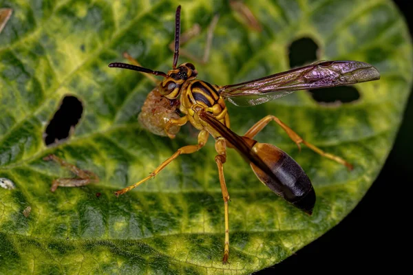 Ausgewachsene Graupelwespe Der Art Agelaia Pallipes — Stockfoto