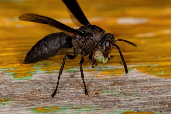 Adulte Papierwespe Der Gattung Parachartergus — Stockfoto