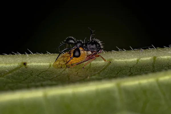 Adulto Ant Imitando Treehopper Especie Cyphonia Clavata —  Fotos de Stock