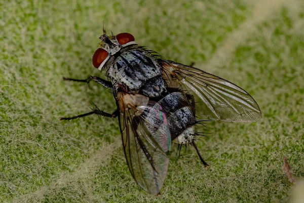 Дорослий Bristle Fly Family Tachinidae — стокове фото