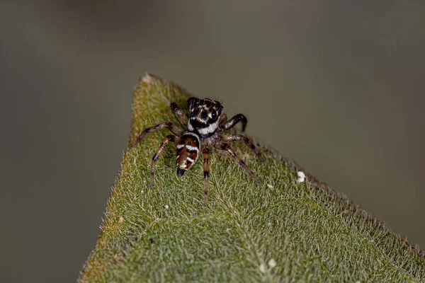 Kleine Männliche Springspinne Der Art Philira Micans — Stockfoto