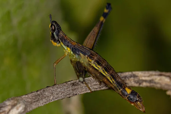 Green Monkey Grasshopper Species Temnomastax Hamus — Stock Photo, Image