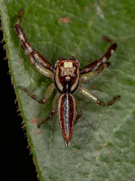 Male Adult Jumping Spider Genus Asaracus — Stock Photo, Image