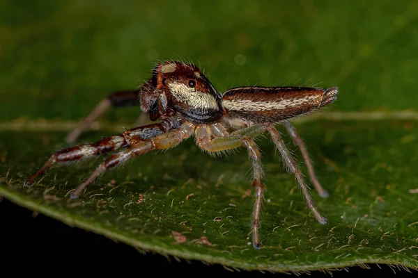 Άντρας Ενήλικος Πηδώντας Αράχνη Του Genus Asaracus — Φωτογραφία Αρχείου