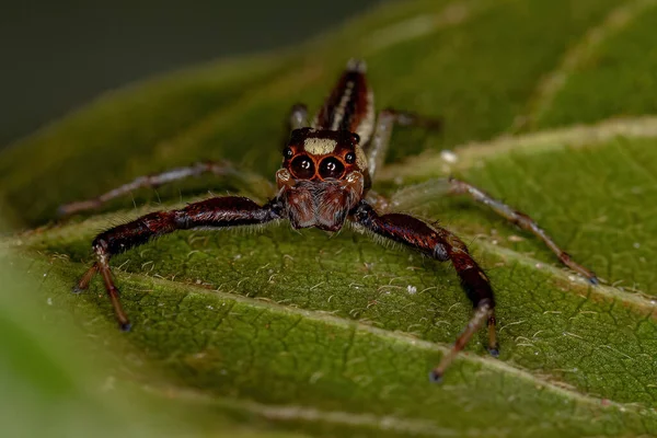 Чоловічий Самець Стрибає Павука Роду Асарака — стокове фото