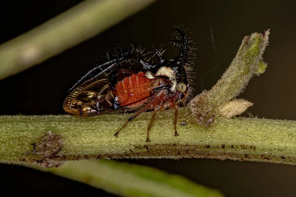 成木ホッパー種の昆虫Cyphonia Trifida — ストック写真
