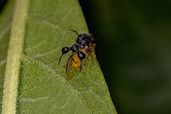 Formigueiro Adulto Treehopper Espécie Cyphonia Clavata — Fotografia de Stock